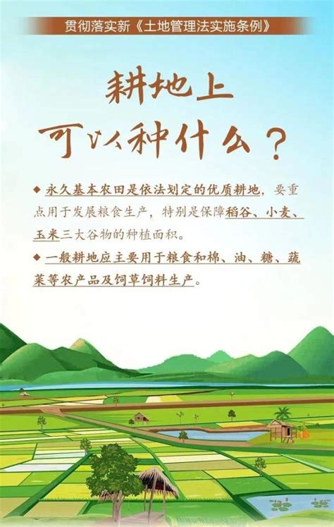 【普法强基：耕地保护法律法规】坚守耕地保护红线 筑牢粮食安全根基澎湃号·政务澎湃新闻 The Paper