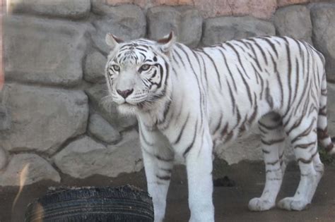 今年は寅年！ ホワイトタイガーはどうして白いの？動物園で聞いてみました 動物のリアルを伝えるwebメディア「reanimal」