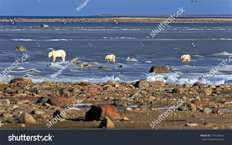 1,856 Polar Bear Hudson Bay Images, Stock Photos & Vectors | Shutterstock