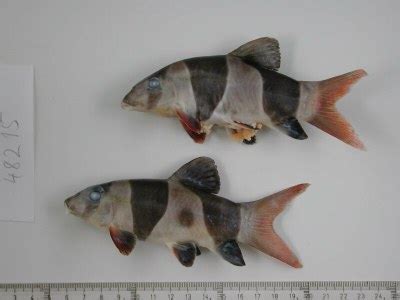 Clown Loach Breeding - Related Items — Loaches Online