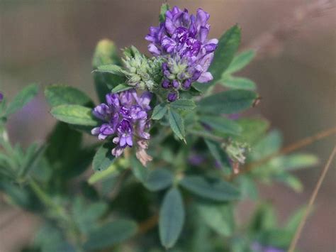 Alfalfa From Floyd Bennet Field Brooklyn Ny Usa On June At