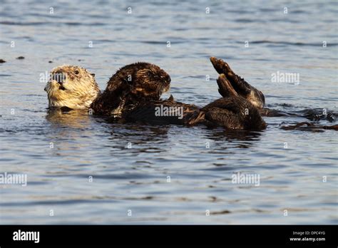 A Sea Otter mother and pup floating in the Pacific Ocean Stock Photo ...