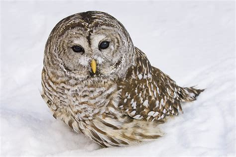 Barred Owls Photonews Magazine