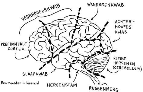 Hersenen En Hun Functies Eenmeesterinleren Nl