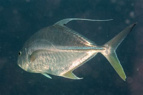 Carangoides oblongus