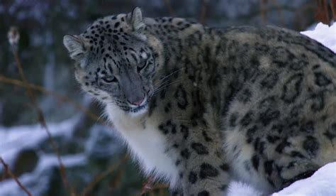 Snow Leopard Chasing Mountain Goat