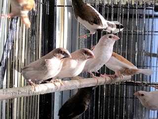 Happy Bird Place Finch And Grasskeet Blog Scarlets Elegants