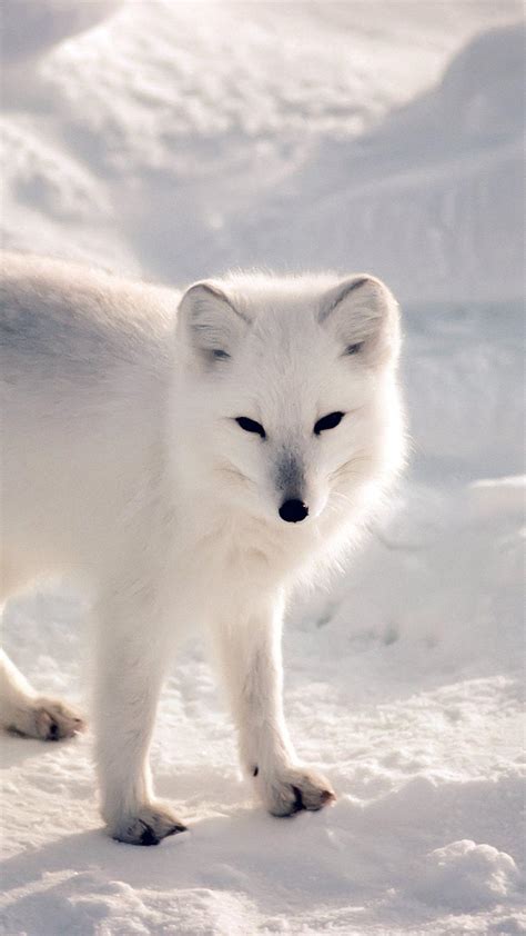 Winter Baby Fox Wallpapers - Wallpaper Cave