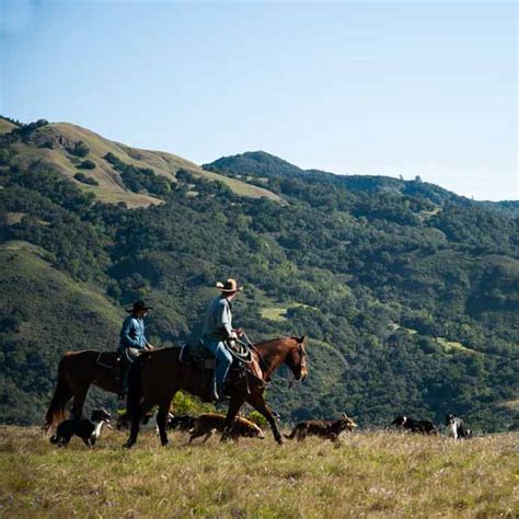 Hearst Ranch Free Range Grass Fed And Grass Finished Beef