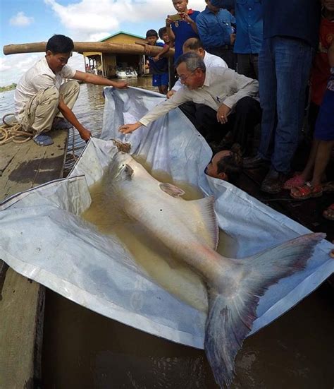 Bắt được Cá Da Trơn Khổng Lồ Trên Sông Mekong Vietnamnet