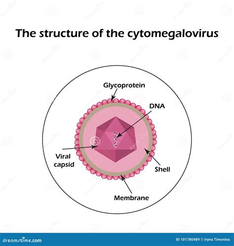 巨细胞病毒的结构 Infographics 也corel凹道例证向量 向量例证 插画 包括有 实验室 危险 101780489