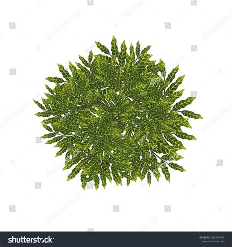 Mango Tree Top View Isolated On Stock Illustration 1688438101