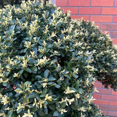 Ilex Crenata Kinme No The Japanese Garden Centre