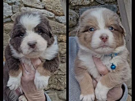 Chiots Bergers Australiens Lof R Server Petite Annonce Chien