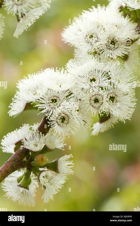 Alpine Snow Gum Eucalyptus Pauciflora Subsp Niphophila Stock Photo