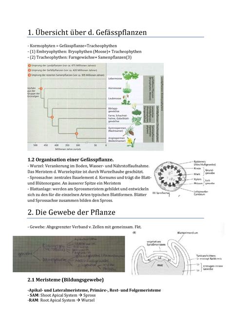 Bio Zf Teil H Rtensteiner D Kormophyten