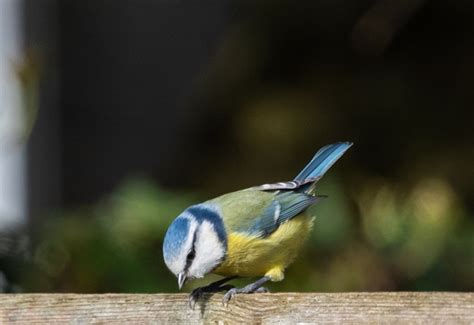 Blue Tit Small Bird Garden Free Photo On Pixabay Pixabay