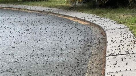 Aussie Town Flooded With Cane Toads Gold Coast Tugun The Advertiser