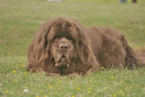 How Much Does A Newfoundland Dog Cost? - My Brown Newfies