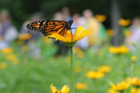 Monarch Butterfly Release Brainerd Dispatch News Weather Sports