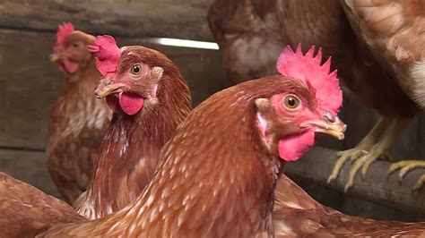 Gallinas Felices Y Huevos Org Nicos El Proyecto De Mujeres