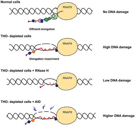 Model To Explain The Role Of THO TREX In The Prevention Of R Loop