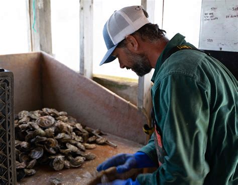 Chatham Oysters On Behance