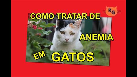 Como Tratar De Anemia Em Gatos YouTube