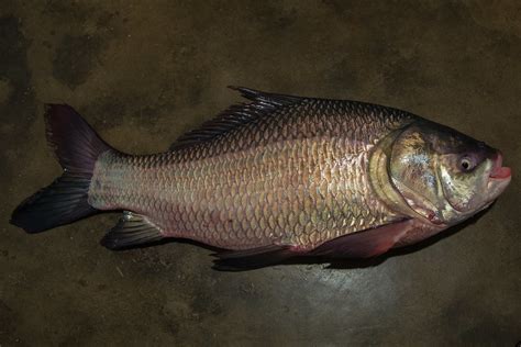 katla - Visuotinė lietuvių enciklopedija
