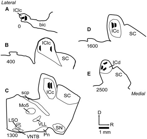 Ultrastructural Characterization Of Gabaergic And Excitatory Synapses