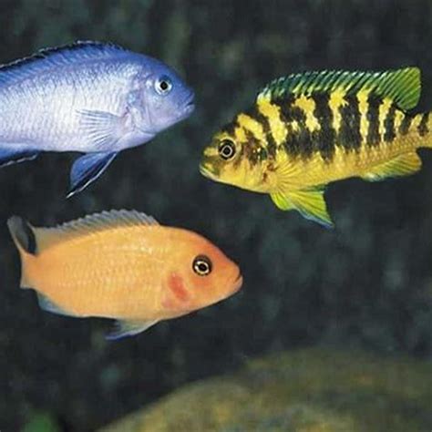 How Long Do Cichlids Live In An Aquarium Diy Seattle