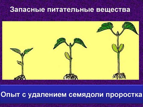 Условия прорастания семян растений - online presentation