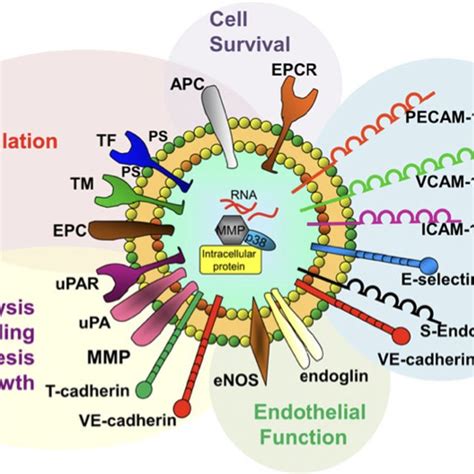 Basic Structure Of The Complement System C Complement C Bp C B