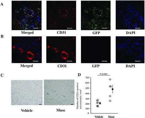 Differentiation Of Muse Cells Into Vessels A GFP Labelled Muse Cells