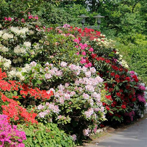 Dominik Blumen Und Pflanzen Rhododendron Set Je 1 Pflanze Rotrosa