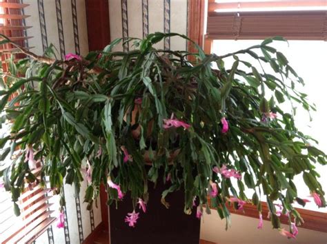 Christmas Cactus How To Care For A Christmas Cactus Houseplant The Old Farmers Almanac