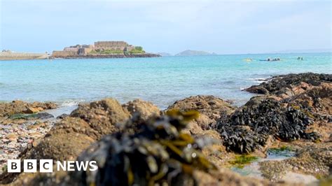 Islanders Asked To Document Seaweed And Shark Eggs Bbc News