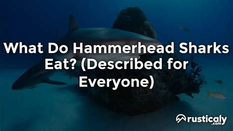 What Do Hammerhead Sharks Eat? (Easy & Clear Answer)