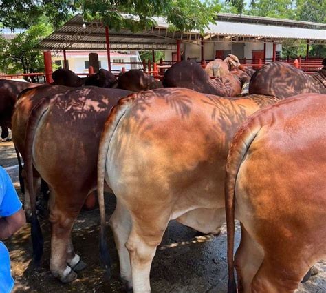 Cattle Pen Fattening A Thread Cattle Fattening Is A Lucrative