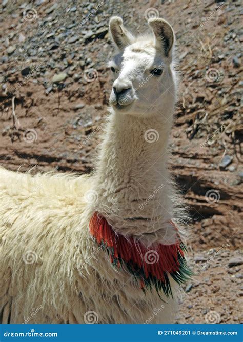 Llama In San Antonio De Los Cobres Province Of Salta Argentina Stock