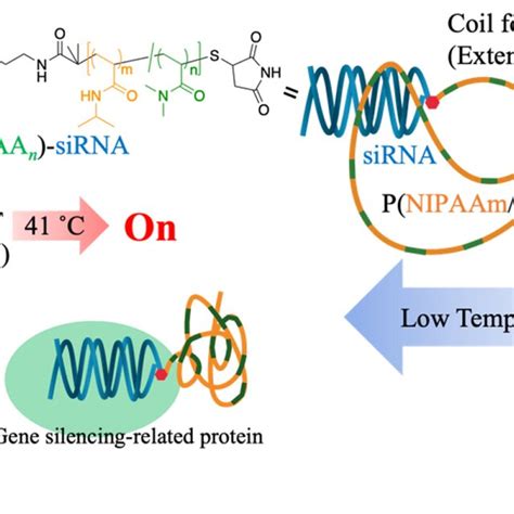 Scheme Of The Thermally Controlled Sirna Activity Using A Download Scientific Diagram