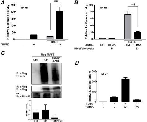 Figure From Regulation Of Mda Mavs Antiviral Signaling Axis By