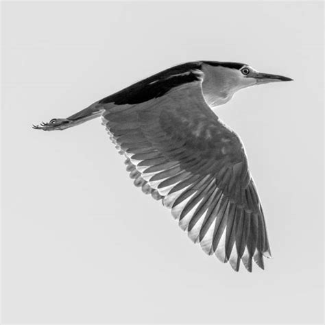 30+ Israel Heron Bird Migration Stock Photos, Pictures & Royalty-Free ...