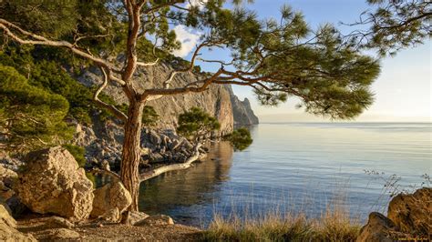 Сосна Крымская (135 фото) - 135 фото