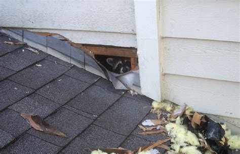 3 Top Raccoon Proofing Tips - Raccoon Removal Hamilton