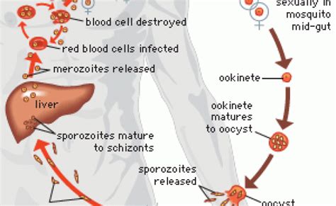 Malaria Causes Symptoms Prevention And Life Cycle Of Parasite Otosection