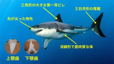 ホホジロザメが水族館にいない理由を徹底解説！なぜジョーズを長期で飼育できないのか？ Board Gill