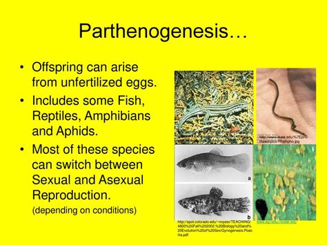 Reproduction The Continuity Of Life Reproduction Sexual Asexual Ppt Download