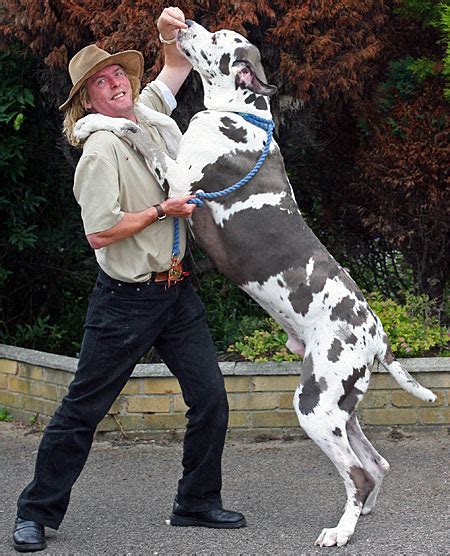 10 Surprising Facts About The Great Dane Dogzone Australia