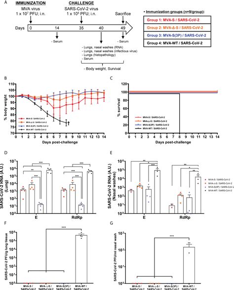 Frontiers Intranasal Administration Of A Single Dose Of Mva Based